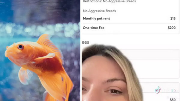  ये महिला स्टैंड-अप कॉमेडियन निक है