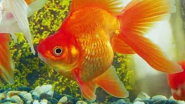 पेट रेंट सुनकर लोग हुए हैरान 