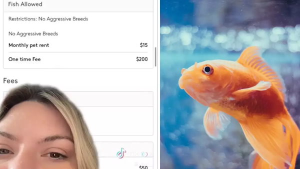 ब्लॉगर की पोस्‍ट पर लोग कर रहे ये कमेंट 