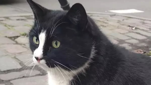 2020 में एक डॉक्यूमेंट्री में दिखाए जाने के बाद हुई पॉपुलर 