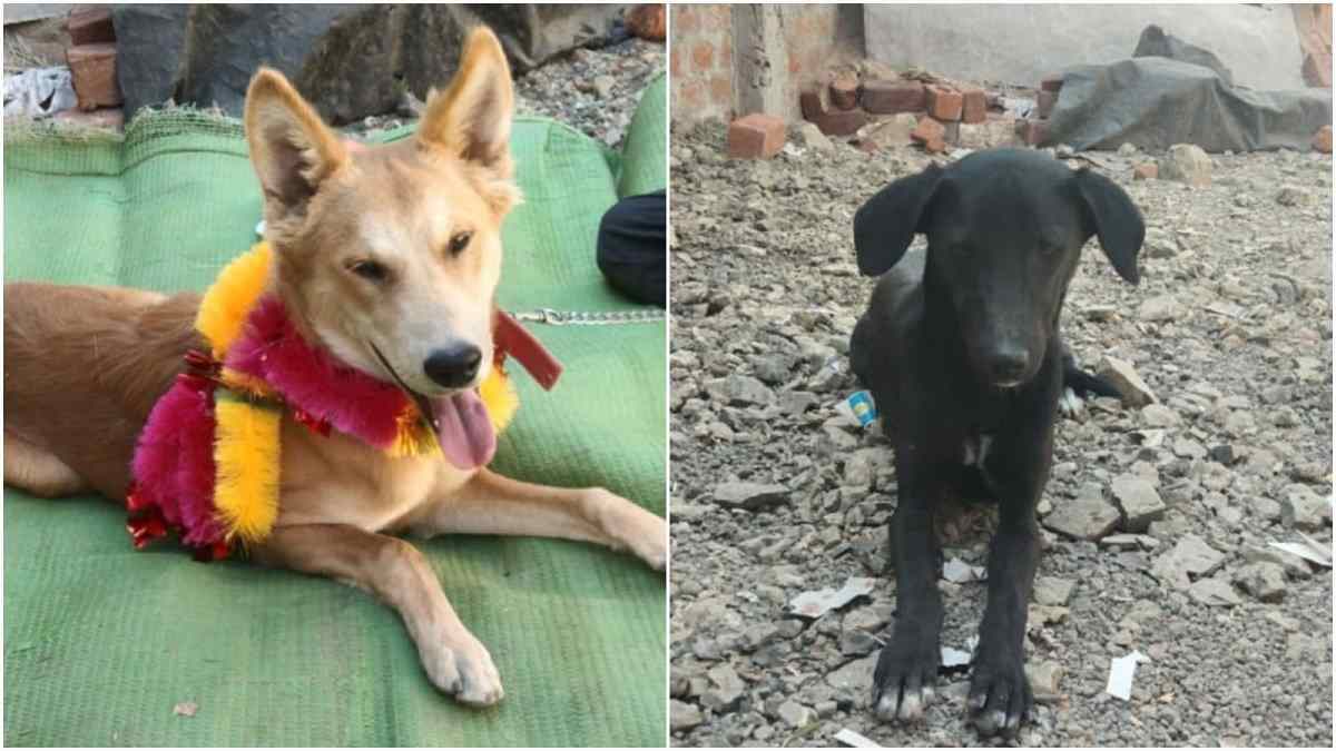 कुत्ते-कुतिया की प्रेम कहानी कुत्ते-कुतिया की प्रेम कहानी