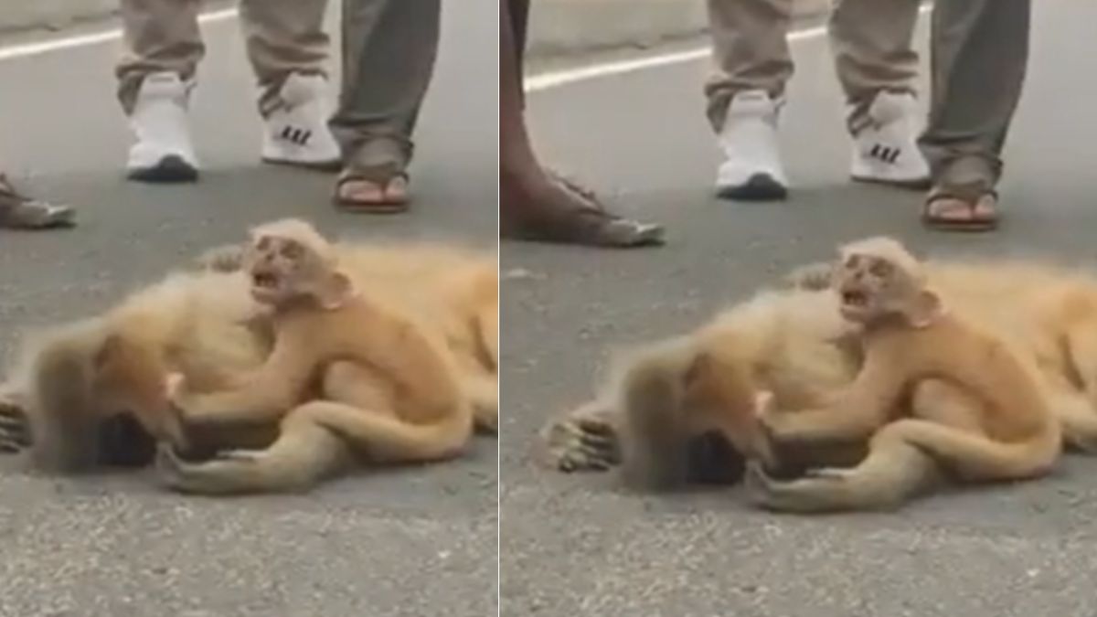 मरी हुई मां के लिए तड़प रहा बच्चा