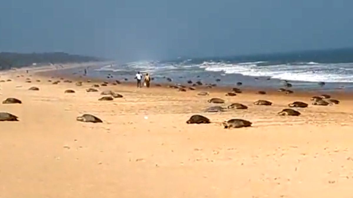 बड़ी संख्या में दिखे ओलिव रिडले कछुए