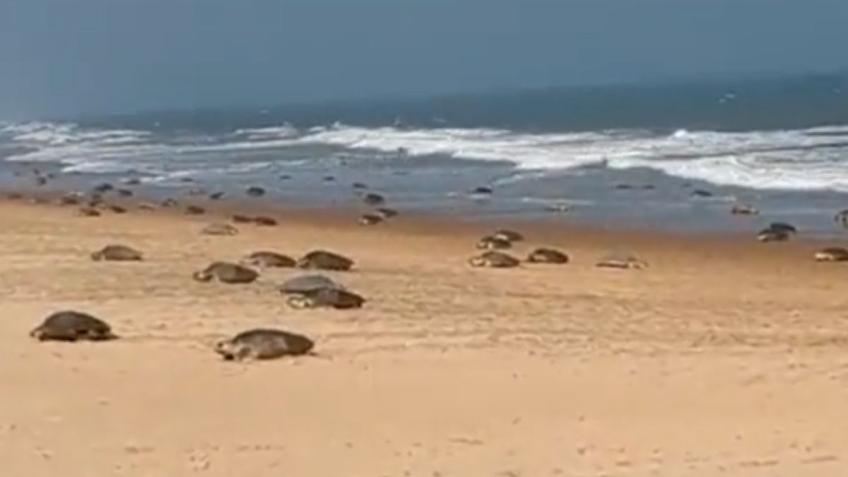 रेत पर घोंसला बना रहे कछुए