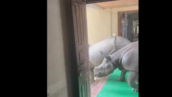 एक पीछे दूसरा गेंडा मजे से वॉक करते हुए की एंट्री एक पीछे दूसरा गेंडा मजे से वॉक करते हुए की एंट्री