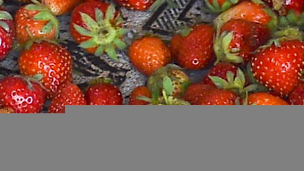 हर महीने लाखों रुपये कमा रहे किसान हर महीने लाखों रुपये कमा रहे किसान