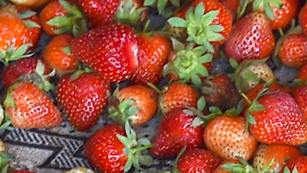 औषधि के तौर पर भी होता है इस्तेमाल औषधि के तौर पर भी होता है इस्तेमाल