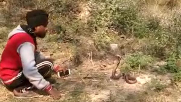 नशे की हालत में सांप के साथ खेल रहा था युवक