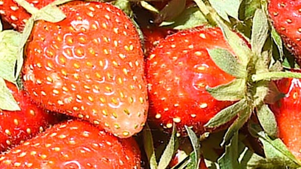 बिहार में भी हो रही बड़े पैमाने पर स्ट्रॉबेरी की खेती बिहार में भी हो रही बड़े पैमाने पर स्ट्रॉबेरी की खेती