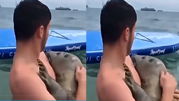 शख्स तैर रहता था और सील ने आकर लगा लिया गले शख्स तैर रहता था और सील ने आकर लगा लिया गले