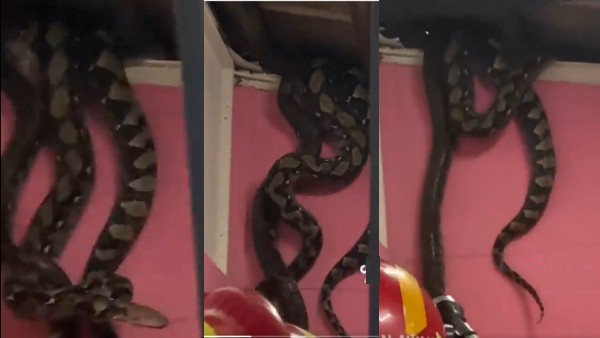 घर से कैसे निकाले गए सांप घर से कैसे निकाले गए सांप