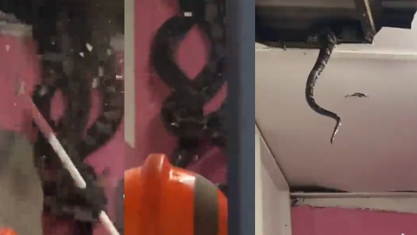 तीन विशाल सांप छत से लटकते दिखे तीन विशाल सांप छत से लटकते दिखे