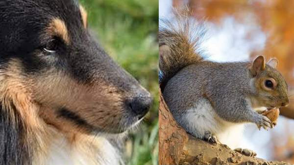 गिलहरियों को चीन में प्रशिक्षण