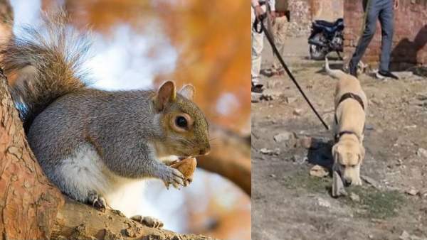 छह स्निफर गिलहरियों का पहला बैच