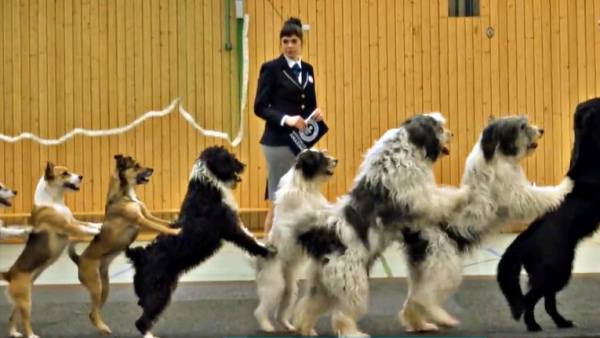 एक लाइन में 14 कुत्ते, लैटिन अमेरिकी डांस कोंगा