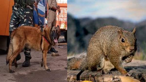 ट्रेनिंग कुत्तों की तरह ही मिलती है