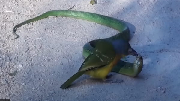 कहां का है वीडियो?