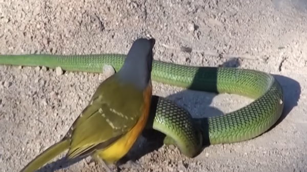 कैसे उल्टा पड़ा दांव?