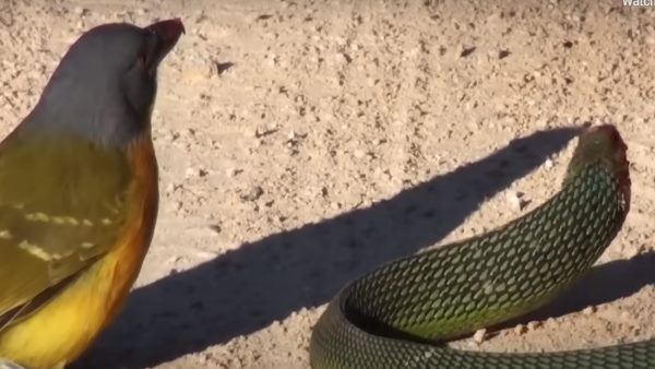 लोगों को हुआ था भ्रम