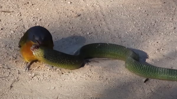 कौन सी चिड़िया थी?