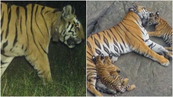 पन्ना को बाघों से आबाद करने वाली पहली बाघिन की मौत पन्ना को बाघों से आबाद करने वाली पहली बाघिन की मौत