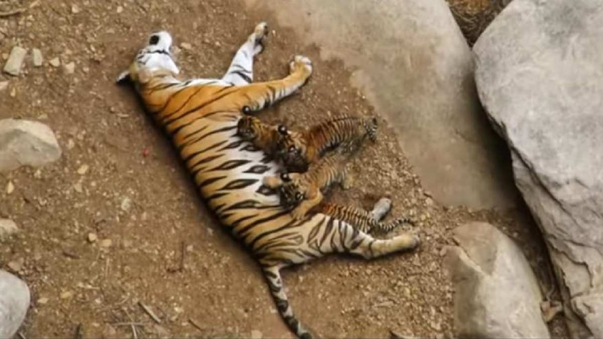 बाघों की जननी बाघिन T-1 की मौत, 10 पुराना मिला शव 