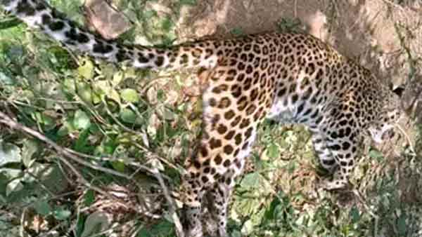 leopard Sonbhadra 