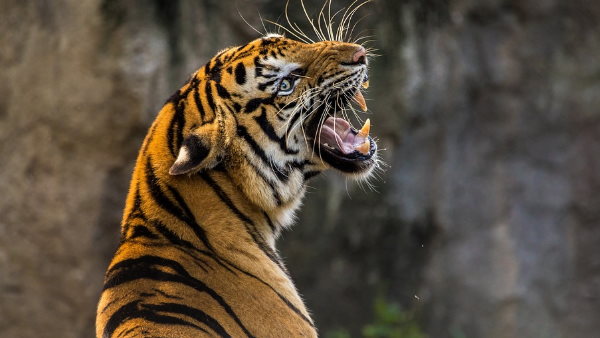 विलुप्ति के कगार पर सुमात्रन टाइगर