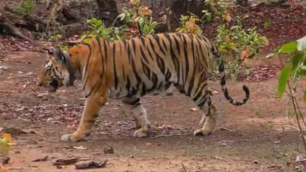 बाघों की जननी बाघिन T-1 की मौत, 10 पुराना मिला शव 