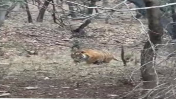 दौड़कर अटैक करता है लेकिन तेंदुए का बाल भी बाका कर पाता 