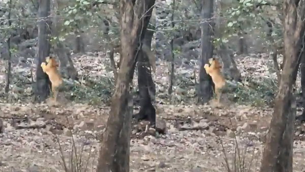 तेंदुआ कैसे बचाता है अपनी जान 