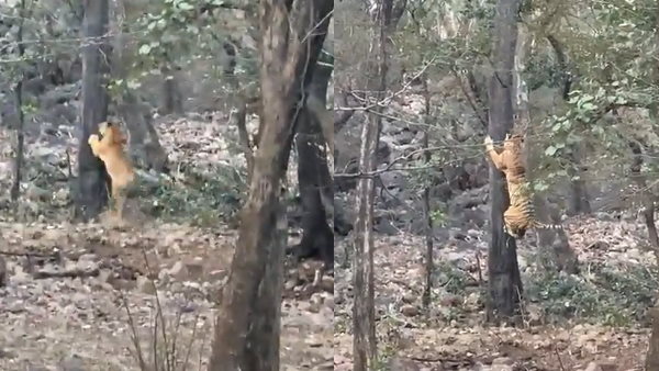 तेंदुए ने ऐसा चखाया मजा कि टाइगर की फूल गई सांस