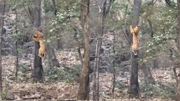 आईएफएस अधिकारी ने बताया क्‍यों बाघ नहीं कर पाया शिकार 