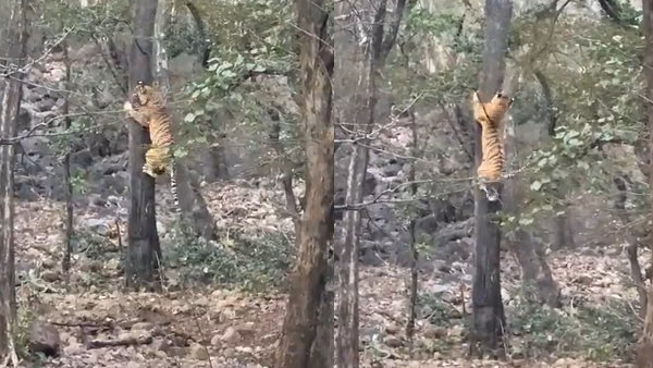 आईएफएस ने बाघ के बारे में बताई ये खास बात 