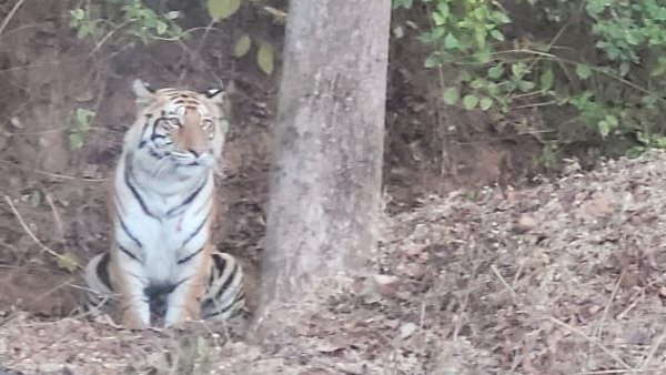 अलर्ट मोड पर वन विभाग, टास्क फ़ोर्स का गठन 