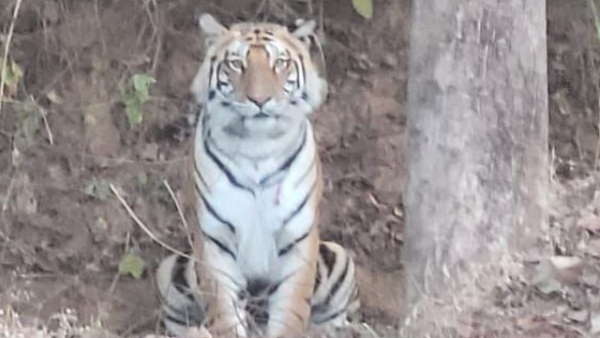 वन इंडिया के कैमरे में कैद हुआ बाघ 