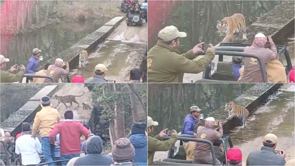 panna पर्यटकों ने रोक लिया बाघिन के शावकों का रास्ता, गुस्से में दिखी बाघिन panna पर्यटकों ने रोक लिया बाघिन के शावकों का रास्ता, गुस्से में दिखी बाघिन