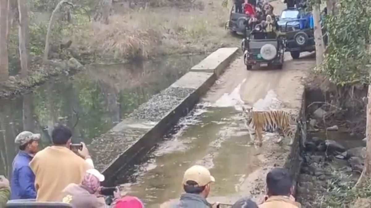 नाले के दोनों ओर पर्यटकों वाहनों ने रास्ता बंद कर रखा था नाले के दोनों ओर पर्यटकों वाहनों ने रास्ता बंद कर रखा था