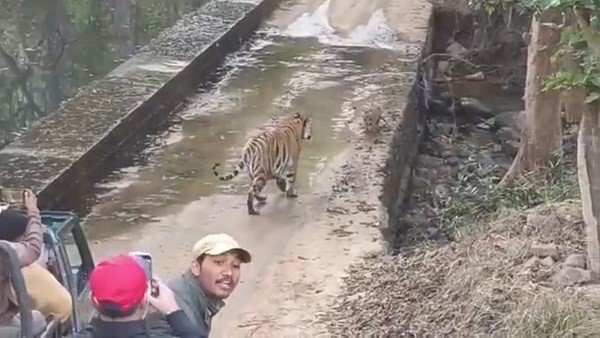 पुलिया को क्रास कर बाघिन तो निकल गई, शावक फंस गए पुलिया को क्रास कर बाघिन तो निकल गई, शावक फंस गए