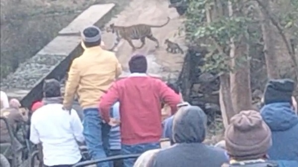 शावक चिल्ला रहे थे, पर्यटक टस से मस नहीं हुए शावक चिल्ला रहे थे, पर्यटक टस से मस नहीं हुए