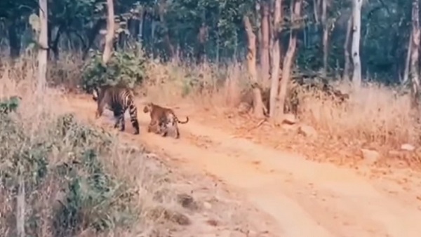 आते-जाते बाघ, तेंदुआ, जंगली जानवर मिल जाते हैं