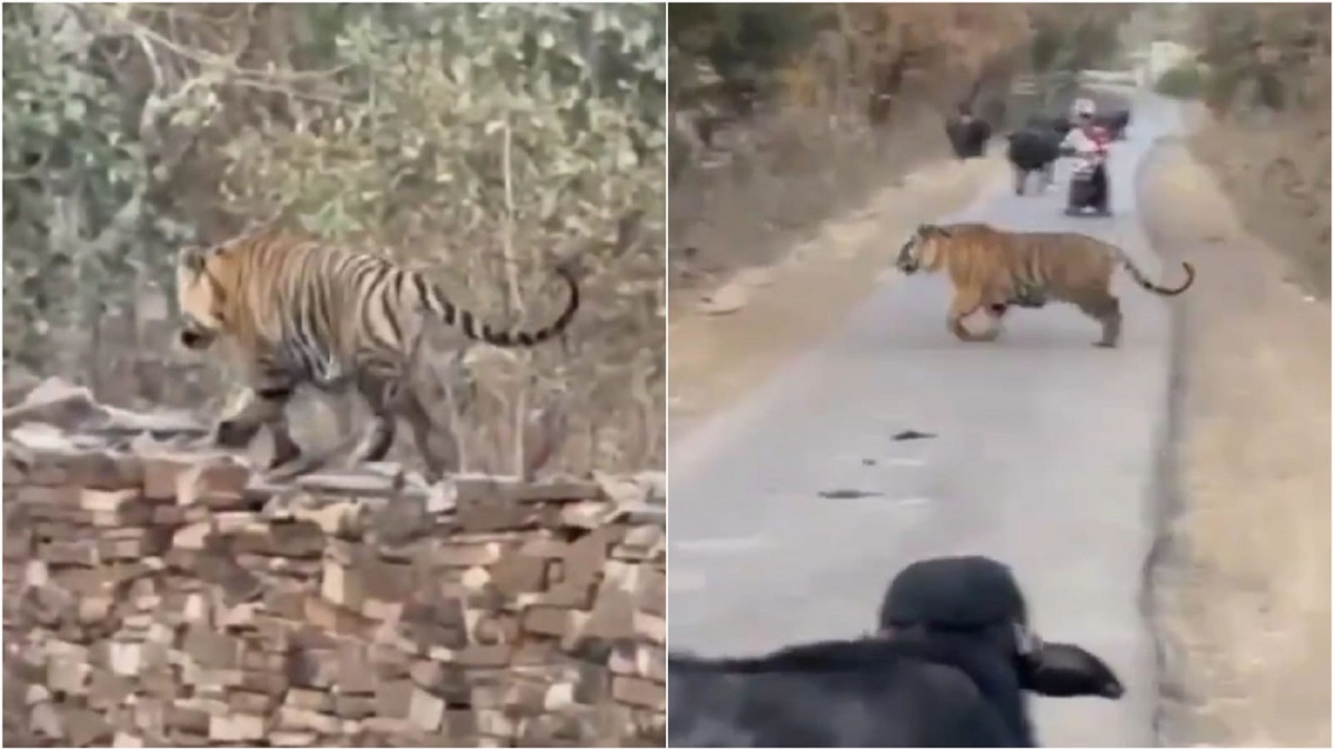 सड़क दोनों तरफ भैंसे और दुपहिया वाहन भी मौजूद थे
