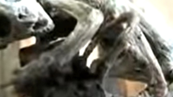 2009 में मिली जांच की इजाजत