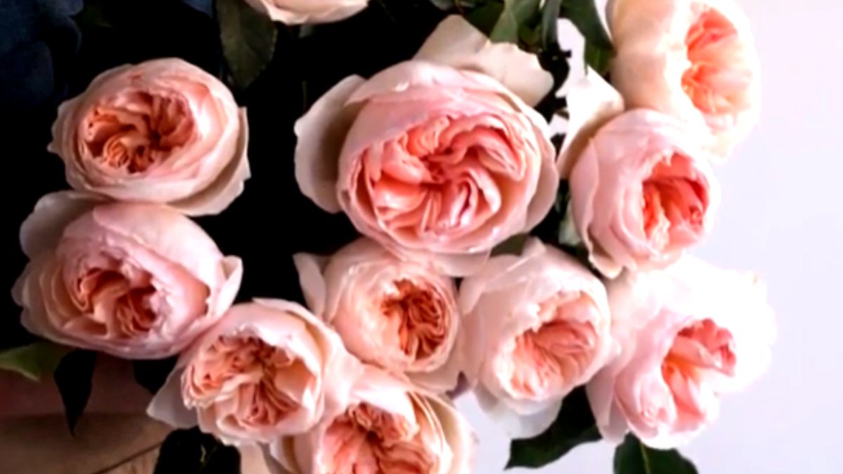 कीमत जानकर उड़ जाएंगे होश कीमत जानकर उड़ जाएंगे होश