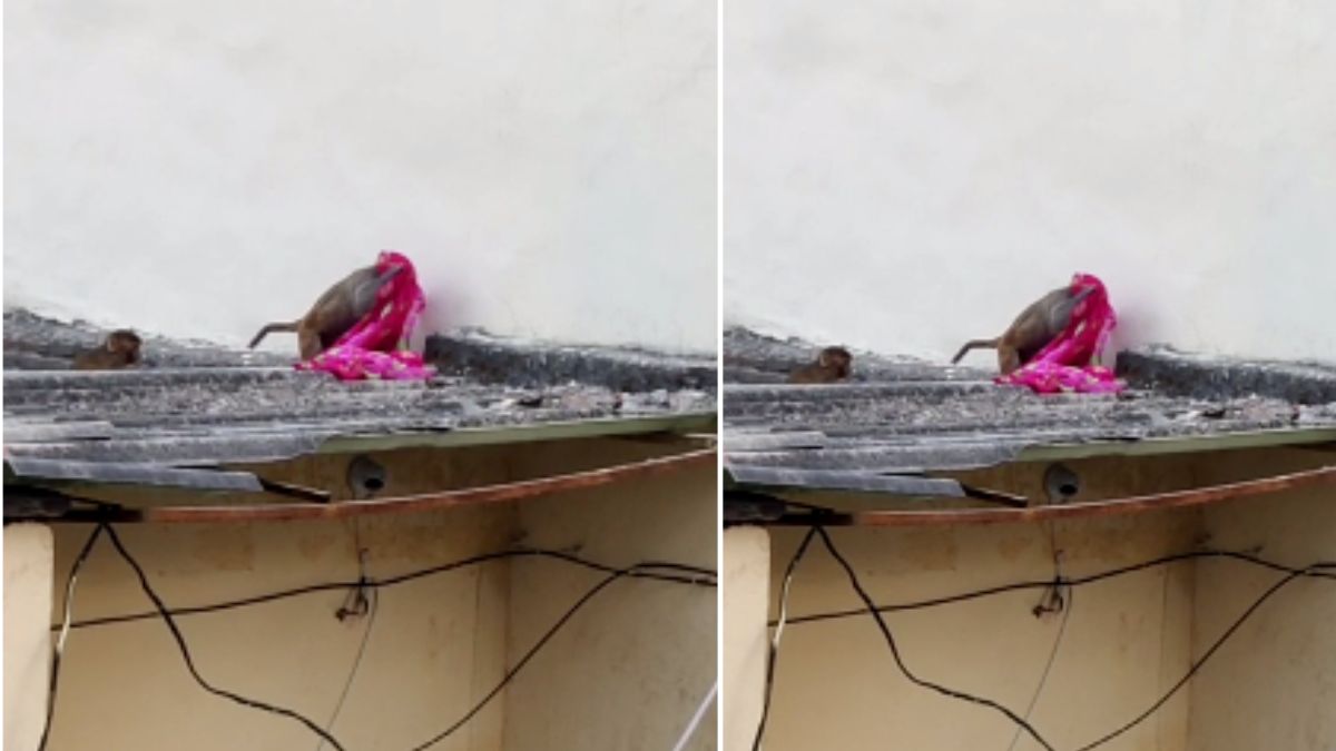 किसी की साड़ी उठा लाए बंदर