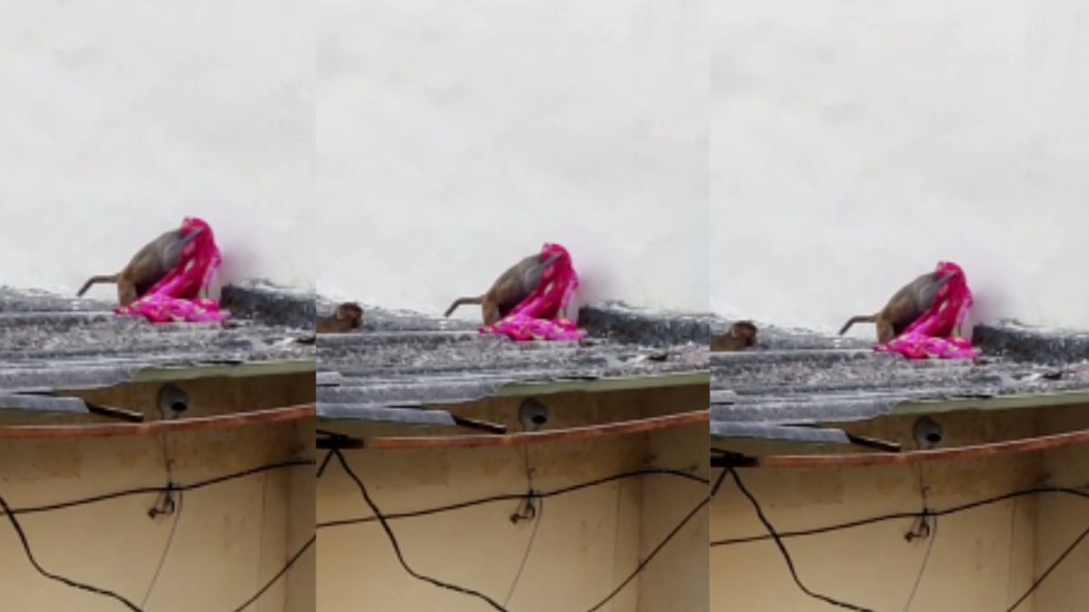  न जाने किसकी साड़ी उठा लाए बंदर