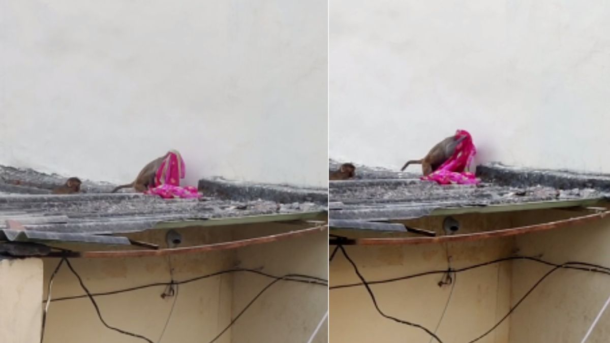 बेहद फनी है वीडियो