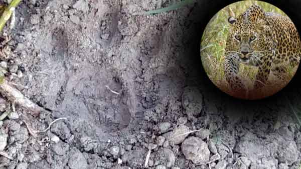 पिंजरे में रखे बकरी, ड्रोन से किए निगरानी पिंजरे में रखे बकरी, ड्रोन से किए निगरानी