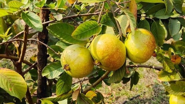 कुछ इस तरह होगा फायदा 