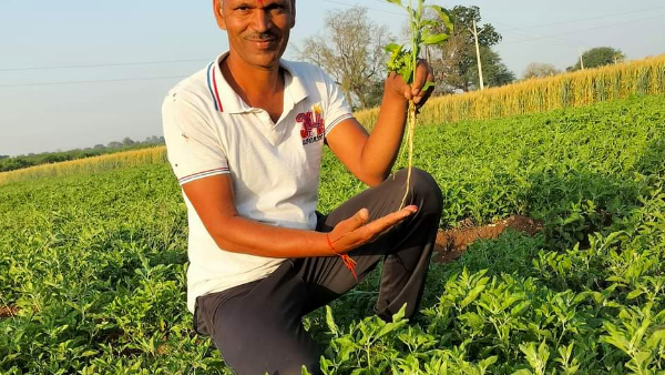 अश्वगंधा की खेती सितंबर अक्टूबर के महीने में होती है सबसे ज्यादा